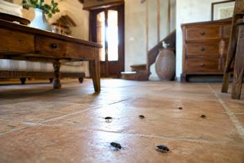 Comment traiter les coléoptères dans votre maison ?