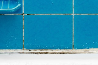 Il existe de nombreuses solutions pour traiter la moisissure dans la salle de bain, tour d'horizon.