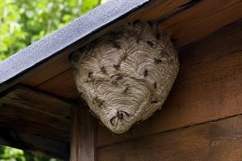 Quel est le prix de destruction d'un nid de guêpes ?