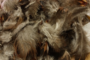 Isolation en plume de canard