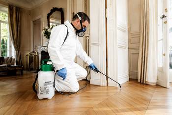 Comment traiter les puces de parquet ?